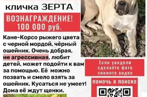 Пропала собака на Прусской, 15, В. Новгород