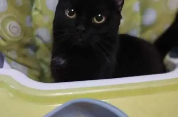 Пропала черная кошка, Машезерская ул.