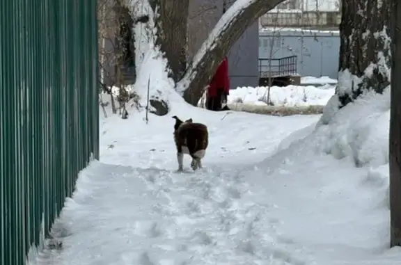 Найдена собака, Новосибирск, фото: Собака найдена: Автогенная 77, Новосибирск