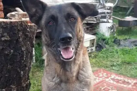 Пропала собака, ул. Суворова, Губаха