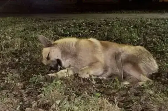 Найдена собака, ул. Карбышева, 48, Казань