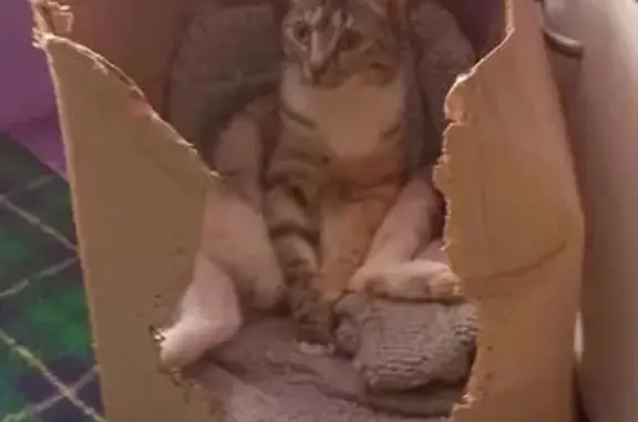 Пропала кошка, Заволжское с/п, 78К-0023