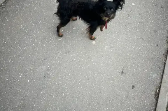 Собака найдена на Любови Шевцовой, 9