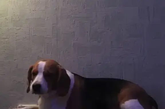 Собаки потеряшки, Тверская область, фото: Потеряшка собака, Тверская обл.