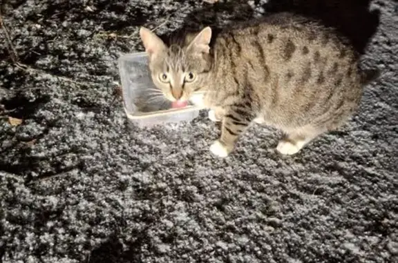 Найдена кошка, Поповка (сафоновский Со), фото: Кошка у КП Серебряная лагуна, Поповка