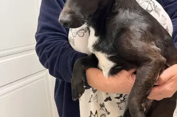 Найдена собака, Железнодорожная 49, Крд