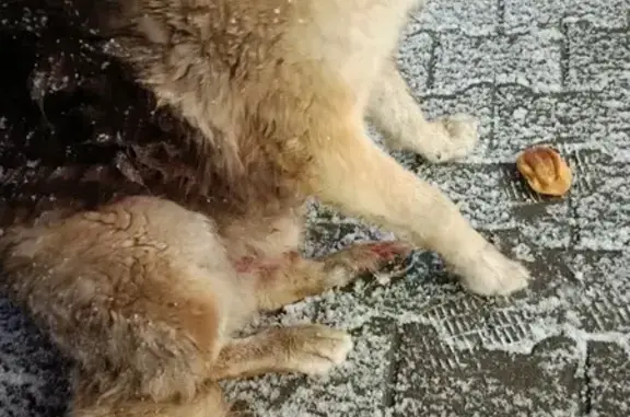 Найдена собака, Московская область, фото: Собака у КЕМПа в Щёлково нуждается в помощи