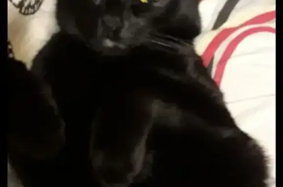 Пропал чёрный кот, Глинская 44, Черкесск