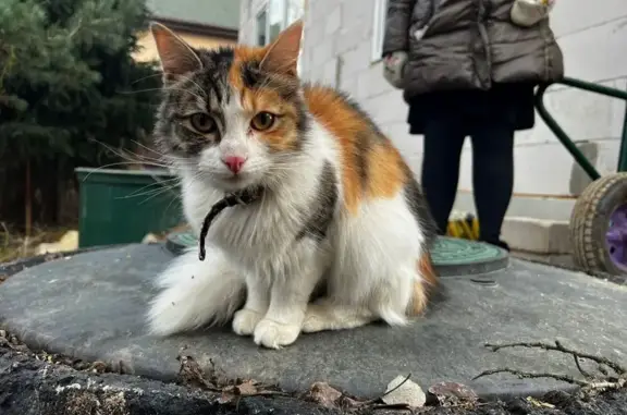 Найдена кошка, , фото: Кошка найдена на Тенистой, Коммунарка