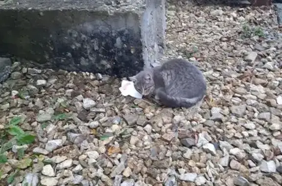 Найдена кошка, , фото: Кошка найдена на Сумской, 32, Пенза