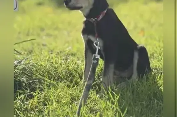 Пропала собака, пр. Жукова 84, Волгоград
