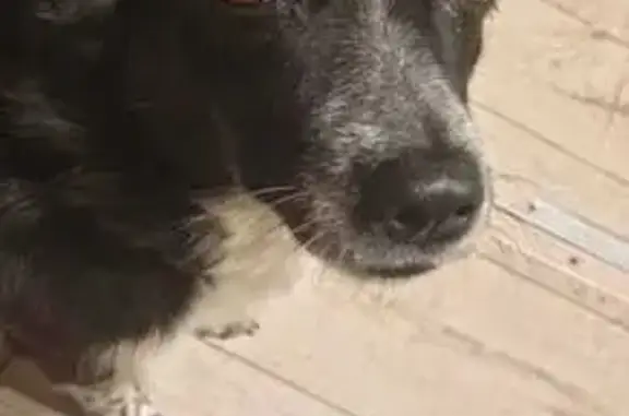 Собаки потеряшки, , фото: Потеряшка собака, ул. Железнодорожников 6