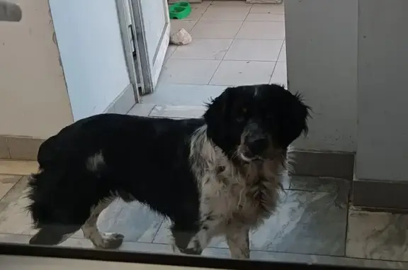 Найдена собака, Нижний Новгород, фото: Собака найдена, Московское шоссе 34Б