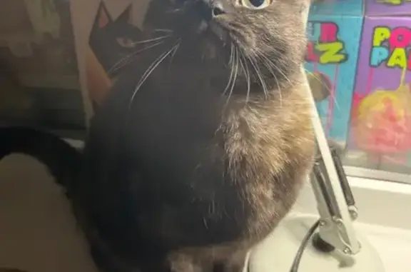 Найдена кошка, Ульяновск, фото: Кошка найдена, ул. Луначарского, 12