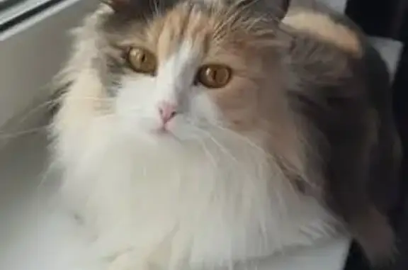 Кошки потеряшки, , фото: Потеряшка кошка, Комсомольская 28, Дубинино