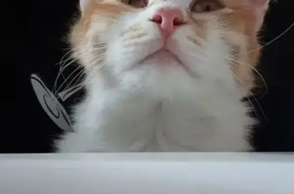 Кошки потеряшки, Ярославская область, фото: Потеряшка кошка, Красные Ткачи, Ярославль