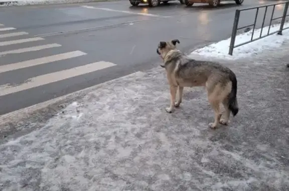 Найдена собака, Вологда, фото: Собака у светофора, Ленинградская 71