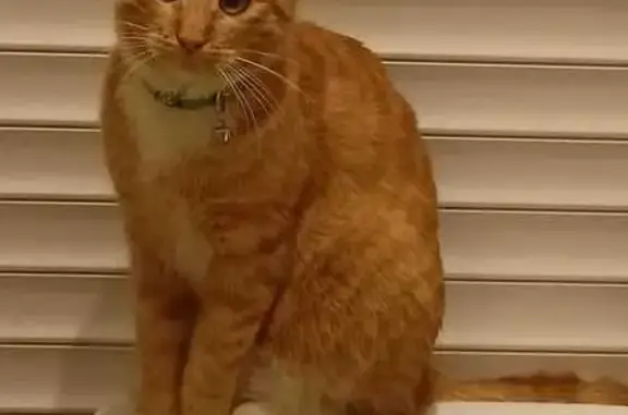 Пропала рыжая кошка в Глухово, МО