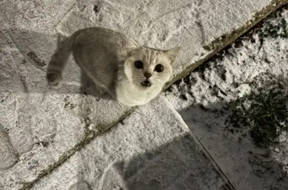 Найдена кошка, Вязьма, фото: Кошка найдена: Объездное ш., Вязьма