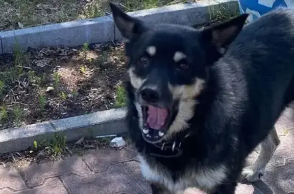 Собаки потеряшки, , фото: Потеряшка собака, ул. Пушкина, 22А, Орёл