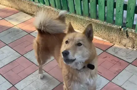 Пропала рыжая лайка, д. Белозеровка