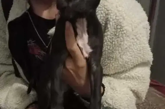 Найдена собака, Ставрополь, фото: Собака найдена на пл. 200-летия, Ставрополь