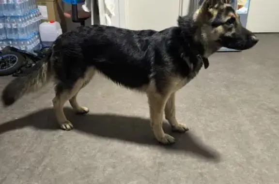 Собаки потеряшки, Чебоксары, фото: Потеряшка собака, Чебоксары, Смирнова 6