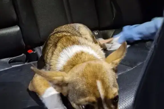 Найдена собака, , фото: Щенок найден: переулок Макаренко, 10