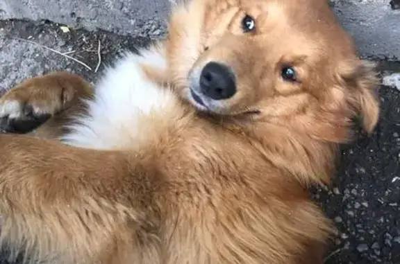 Найдена собака, , фото: Найдена собака в ошейнике, Красноярск