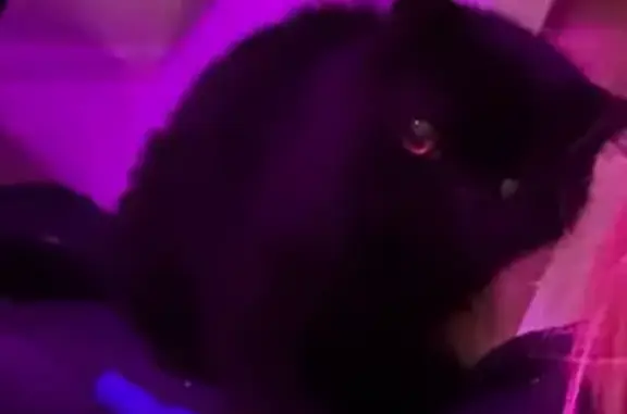 Кошки потеряшки, Вологда, фото: Потеряшка кошка, ул. Воровского, 66, Вологда