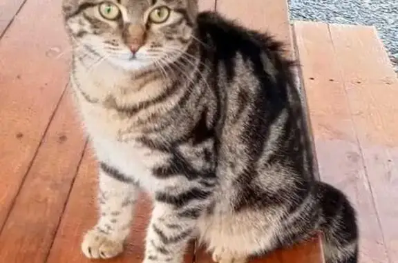 Найдена кошка, Ростов-на-Дону, фото: Кошка найдена на Сарьяна, 84, Ростов-на-Дону