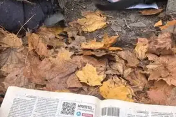 Найдена кошка, , фото: Котёнок найден: Петербургское шоссе, 31