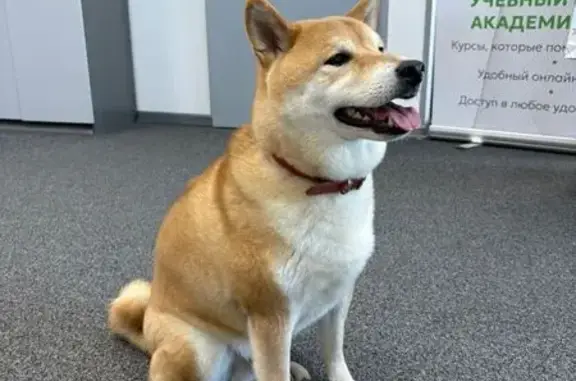 Найдена собака, Екатеринбург, фото: Найдена собака: Посадская ул, 52А, Екб