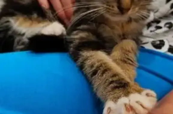 Пропала кошка, Чистоозёрная ул., Волгоград