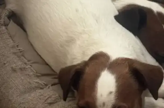 Пропала собака в Школьном, Свердловская обл.