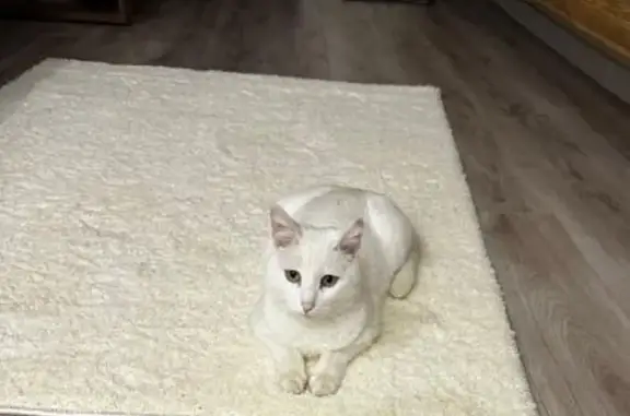Пропал белый кот, Весенняя ул., Перевалово