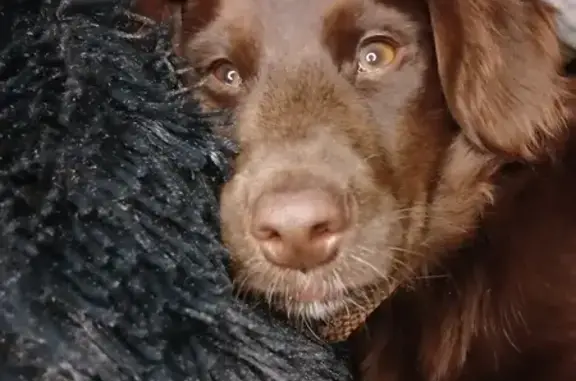 Объявления о пропавших и найденных животных, Амурская область, фото: Пропала собака Джони, Свободный, Амурская