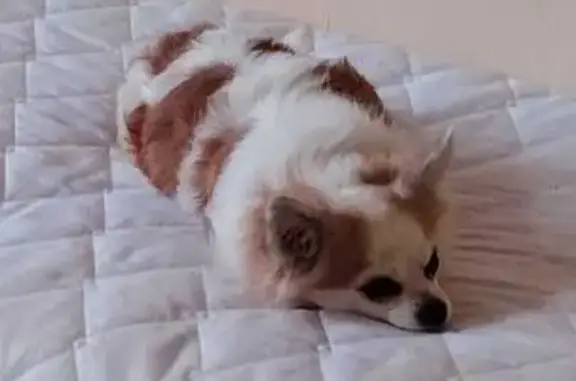 Собаки потеряшки, Москва, фото: Потеряшка собака, Автозаводская, Москва