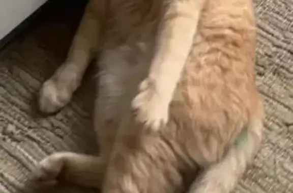 Пропала кошка в Ославском, Владимирская обл.