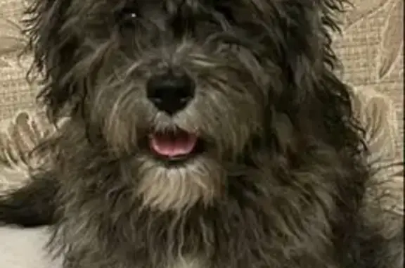 Пропала собака, Ягодная ул., Дубовое