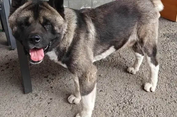 Собаки потеряшки, Ростов-на-Дону, фото: Потеряшка пёс Босс, Живописная 8, Ростов