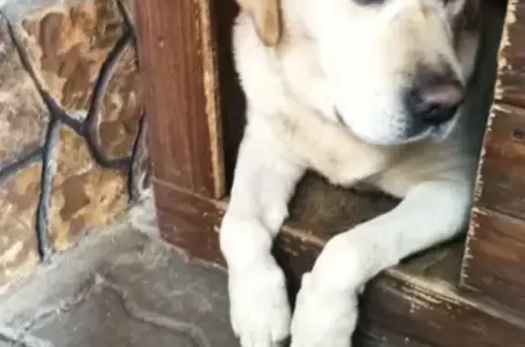 Собаки потеряшки, Ростов-на-Дону, фото: Потеряшка собака, Самарский пер. 80, Ростов