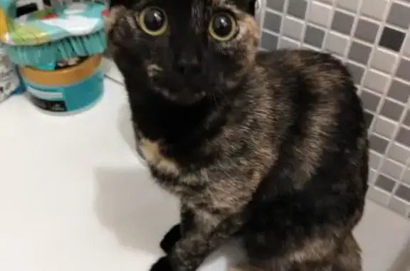 Найдена кошка, Томск, фото: Кошка найдена, ул. Белинского, 62, Томск