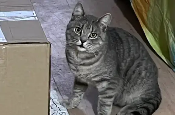 Найдена кошка, , фото: Кошка найдена: ул. Луначарского, 3к1