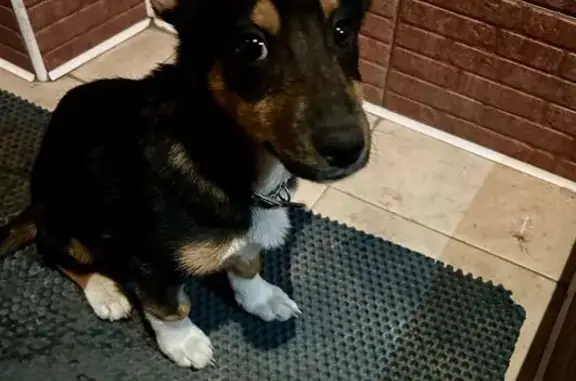 Собаки потеряшки, Шахты, фото: Потеряшка собака, Жемчужная ул., Шахты