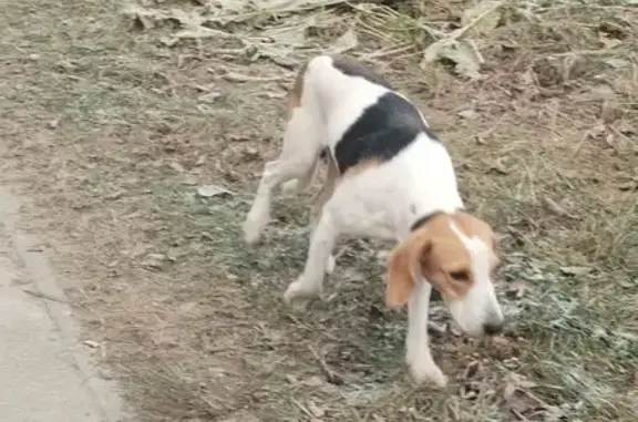 Найдена собака, Йошкар-Ола, фото: Собака найдена: Фестивальная ул, 56, ЙО.