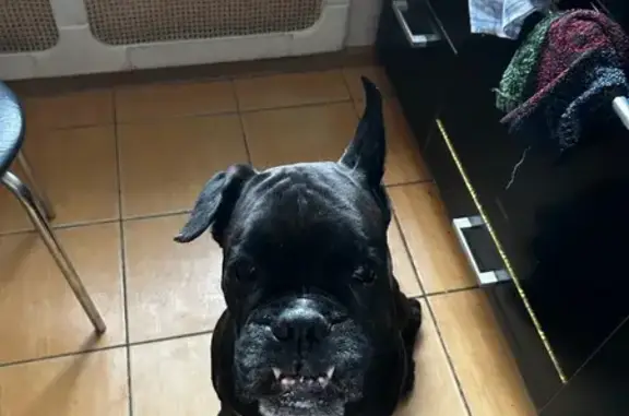 Пропала собака в СНТ Захожье, Никольское