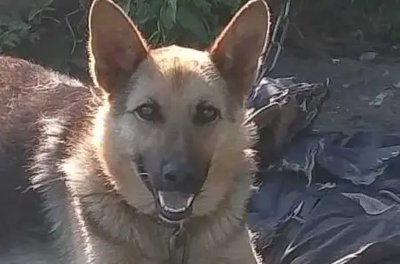 Пропала собака в Подгорном, Калининградская область