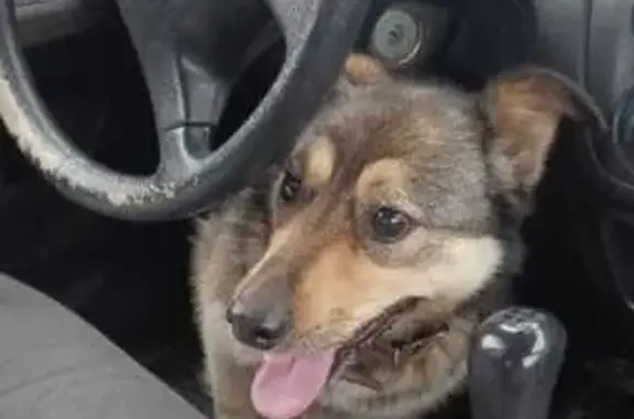 Собаки потеряшки, , фото: Потеряшка собака, ул. Дачная, Болошнево