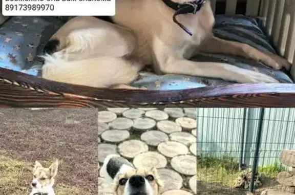 Собака найдена: ул. Короленко, Казань